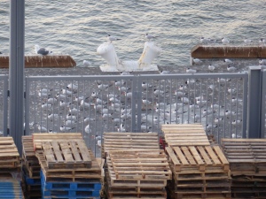 Birds on the pier